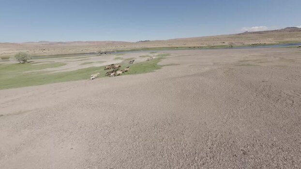 Aerial view of horses running on the Mongolian steppe Mongolia. Aerial view of horses running on the Mongolian steppe Mongolia.