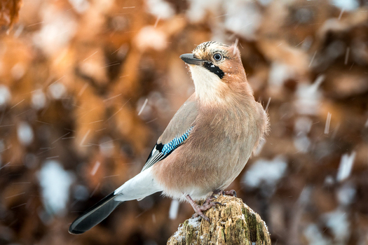 View of a Eurasian jay perched on a weathered wooden post during a light winter snowfall with a soft focus brown forest background in Debrzno Pomeranian Voivodeship Poland.