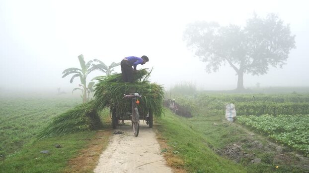 View of a man transporting fodder on a bicycle cart Bangladesh. View of a man transporting fodder on a bicycle cart Bangladesh.