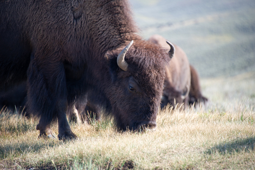 View of an American bison grazing in the grassy fields of Yellowstone National Park United States.