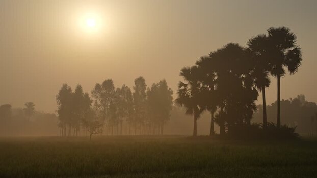 View of sunrise over silhouetted palm trees and fields Bangladesh.
