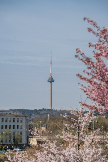 View of the Vilnius TV Tower framed by blooming pink cherry blossoms under a clear blue sky in Vilnius Vilnius County Lithuania. View of the Vilnius TV Tower framed by blooming pink cherry blossoms under a clear blue sky in Vilnius Vilnius County Lithuania.