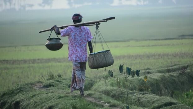 View of a man carrying a yoke through green fields Bangladesh.