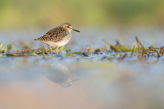 View of a small sandpiper standing in shallow water with its reflection visible in Debrzno Pomeranian Voivodeship Poland. View of a small sandpiper standing in shallow water with its reflection visible in Debrzno Pomeranian Voivodeship Poland.