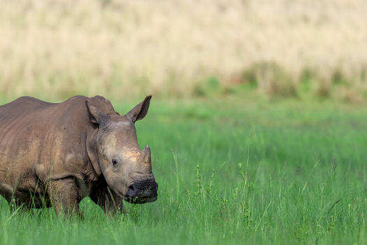 View of a rhinoceros gracefully strides through the vibrant green savanna blending into the natural beauty of the African landscape Vaalwater Limpopo South Africa. View of a rhinoceros gracefully strides through the vibrant green savanna blending into the natural beauty of the African landscape Vaalwater Limpopo South Africa.
