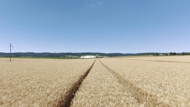 Aerial view of wheat field in Novi Sad Serbia. Aerial view of wheat field in Novi Sad Serbia.