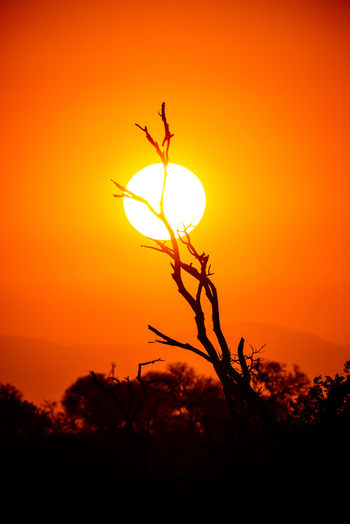 View of a silhouetted dead tree branch positioned in front of a large glowing sun during a vibrant orange sunset over the savanna in Kruger Park Mpumalanga South Africa. View of a silhouetted dead tree branch positioned in front of a large glowing sun during a vibrant orange sunset over the savanna in Kruger Park Mpumalanga South Africa.