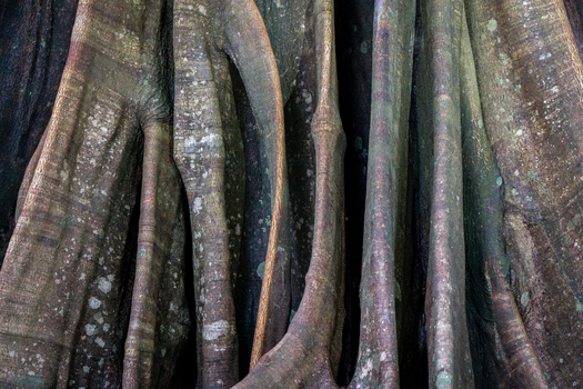 View of the intricate textured buttress roots of a large tropical tree in the rainforest of Costa Rica.