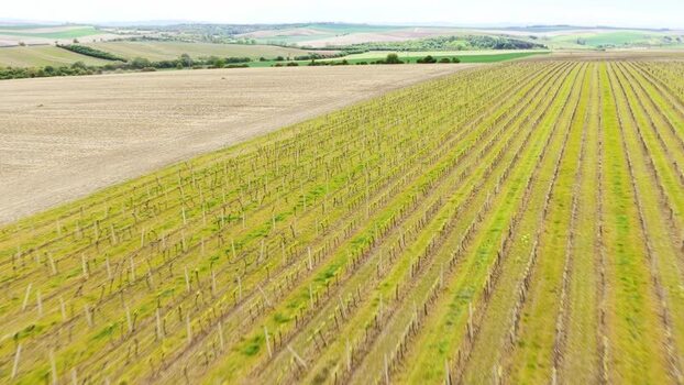 Aerial view of vineyards and rolling hills in Czechia.