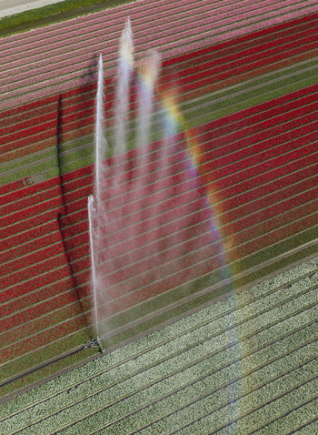Aerial view of vibrant tulip fields being irrigated by a sprinkler system creating a colorful rainbow in the mist over the rows of flowers Netherlands. Aerial view of vibrant tulip fields being irrigated by a sprinkler system creating a colorful rainbow in the mist over the rows of flowers Netherlands.