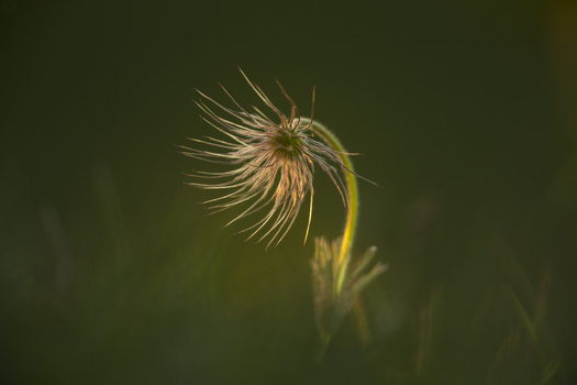 View of a Pasque flower backlit by soft golden light in a meadow in Cambridgeshire United Kingdom. View of a Pasque flower backlit by soft golden light in a meadow in Cambridgeshire United Kingdom.