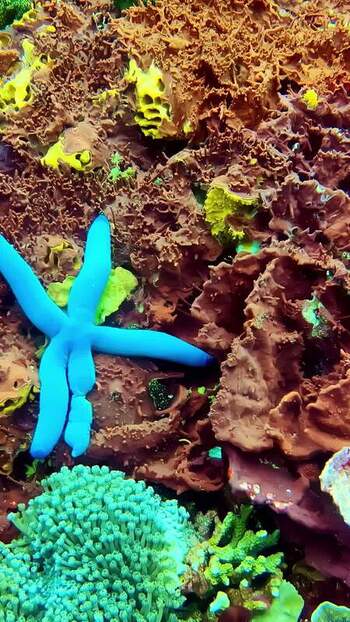 View of a vibrant blue starfish on a coral reef in Bali Indonesia. View of a vibrant blue starfish on a coral reef in Bali Indonesia.