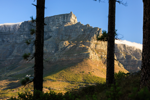 View of Table Mountain s iconic silhouette framed by towering trees bathed in golden sunlight with wisps of clouds clinging to its peak Cape Town Western Cape South Africa.