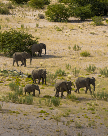 Aerial view of elephants meandering across the arid landscape their grey forms contrasting with the pale sand and sparse green vegetation Uis Erongo Region Namibia.