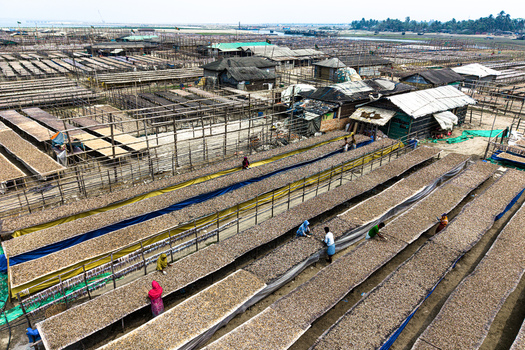 Cox s Bazar Bangladesh 11 March 2026 Aerial view of workers tending to rows of fish drying on wooden racks in a large outdoor processing yard under a clear sky. Cox s Bazar Bangladesh 11 March 2026 Aerial view of workers tending to rows of fish drying on wooden racks in a large outdoor processing yard under a clear sky.