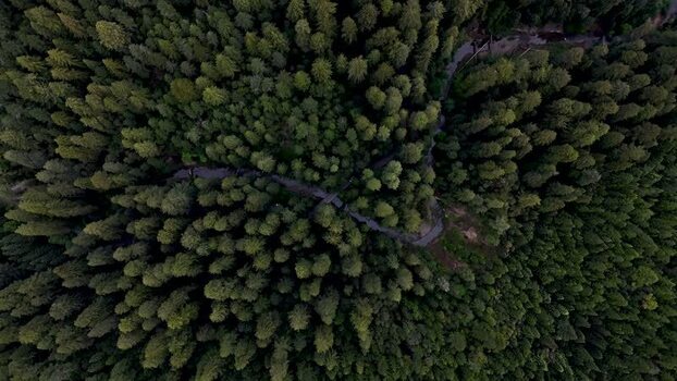 Aerial view of a dense forest and winding road United States. Aerial view of a dense forest and winding road United States.