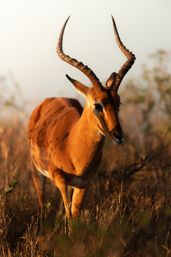 View of an impala with long curved horns walking through the dry savanna grass during golden hour in Kruger National Park Kruger Park Mpumalanga South Africa. View of an impala with long curved horns walking through the dry savanna grass during golden hour in Kruger National Park Kruger Park Mpumalanga South Africa.