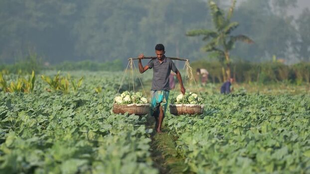 View of a farmer carrying cauliflower in a field Bangladesh. View of a farmer carrying cauliflower in a field Bangladesh.
