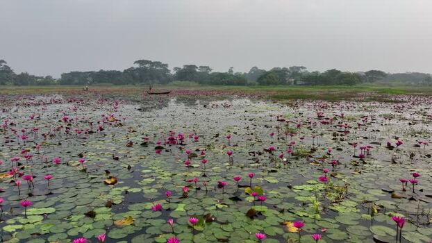View of a vast water lily pond with a small boat Bangladesh. View of a vast water lily pond with a small boat Bangladesh.