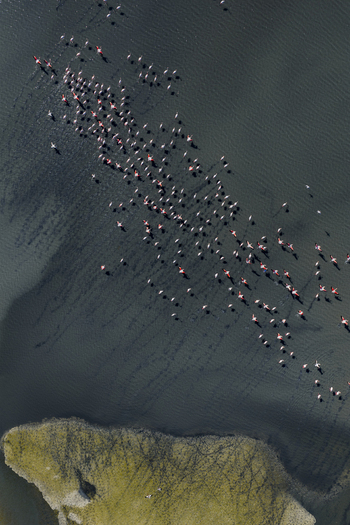 Aerial view of a flock of flamingos wading through the dark waters near the green and yellow shoreline San Pedro del Pinatar Region of Murcia Spain. Aerial view of a flock of flamingos wading through the dark waters near the green and yellow shoreline San Pedro del Pinatar Region of Murcia Spain.