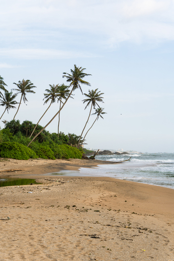 View of a tropical sandy beach with leaning palm trees and lush green vegetation under a soft cloudy sky in Galle Southern Province Sri Lanka.