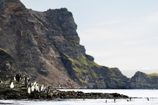 View of a colony of king penguins standing on a rocky outcrop at Saint Andrew s Bay with dramatic steep cliffs rising from the sea in South Georgia and the South Sandwich Islands. View of a colony of king penguins standing on a rocky outcrop at Saint Andrew s Bay with dramatic steep cliffs rising from the sea in South Georgia and the South Sandwich Islands.