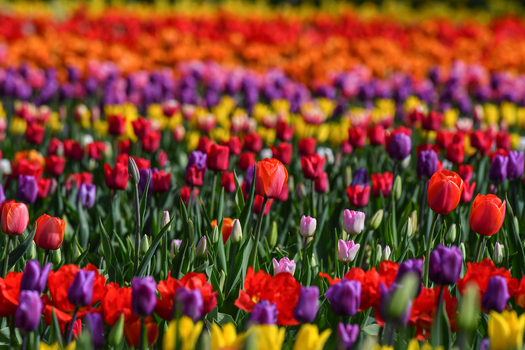 View of vibrant colorful tulips blooming in a field with shallow depth of field at Peninsula San Pedro San Carlos de Bariloche Rio Negro Province Argentina. View of vibrant colorful tulips blooming in a field with shallow depth of field at Peninsula San Pedro San Carlos de Bariloche Rio Negro Province Argentina.