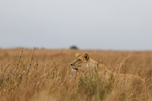 View of a lioness resting in tall golden grass at Welgevonden Game Reserve Waterberg District Municipality Limpopo South Africa.