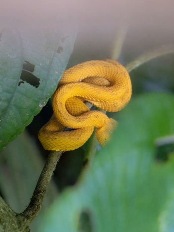 View of a vibrant yellow eyelash viper coiled on a thin branch amidst lush green rainforest foliage in Costa Rica.