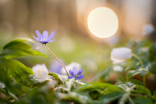 View of purple and white spring flowers blooming in a forest with soft golden hour sunlight and bokeh background in Debrzno Pomeranian Voivodeshi Poland. View of purple and white spring flowers blooming in a forest with soft golden hour sunlight and bokeh background in Debrzno Pomeranian Voivodeshi Poland.