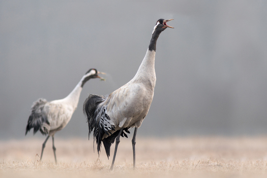 View of two common cranes standing in a field with one bird calling out in the misty landscape of Debrzno Pomeranian Voivodeship Poland.