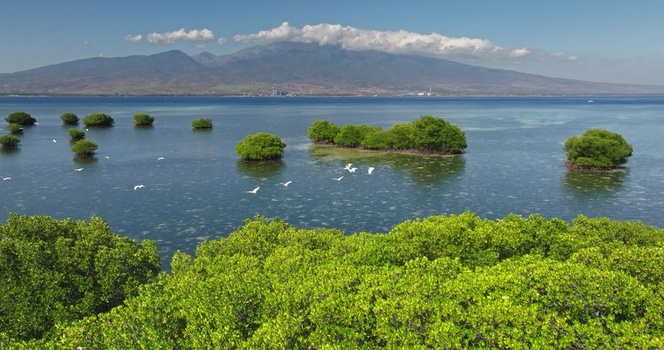 Aerial view of a lush mangrove forest with small islands in shallow turquoise water white birds flying over the sea and distant mountains in Lombok West Nusa Tenggara Indonesia.