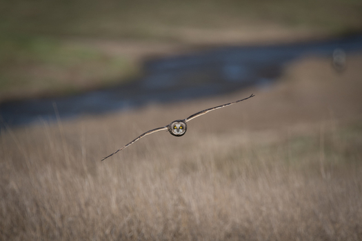 View of a short eared owl in flight with wings spread wide over a dry grassy field in Delta British Columbia Canada. View of a short eared owl in flight with wings spread wide over a dry grassy field in Delta British Columbia Canada.