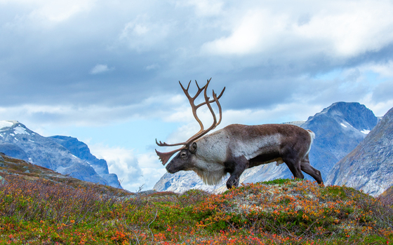 View of a reindeer with large antlers standing on a colorful mossy tundra hill with dramatic mountains in the background in Fjord More og Romsdal Norway. View of a reindeer with large antlers standing on a colorful mossy tundra hill with dramatic mountains in the background in Fjord More og Romsdal Norway.