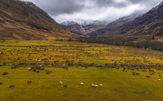 Aerial view of sheep grazing in a vast valley with stone walls and snow capped mountains under a cloudy sky Scotland United Kingdom. Aerial view of sheep grazing in a vast valley with stone walls and snow capped mountains under a cloudy sky Scotland United Kingdom.