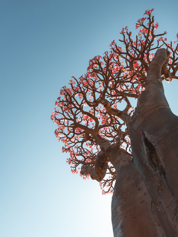View of a blooming Desert Rose tree with pink flowers and a thick succulent trunk against a clear blue sky in Socotra Yemen. View of a blooming Desert Rose tree with pink flowers and a thick succulent trunk against a clear blue sky in Socotra Yemen.