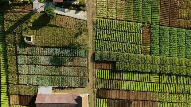 Aerial view of agricultural fields in Batu Indonesia.