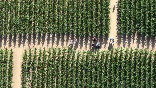 Aerial view of Labyrinthe de mais in Soultz Haut Rhin France.
