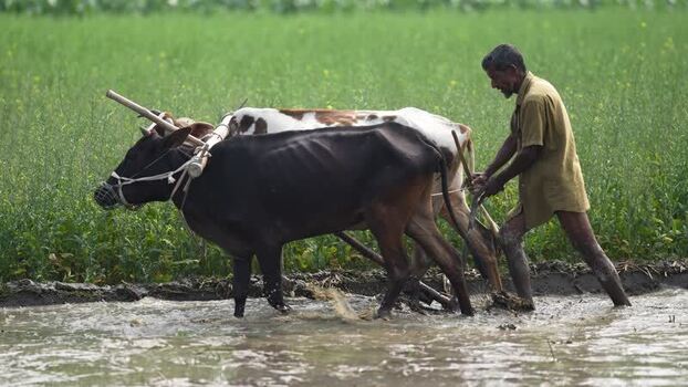 View of a farmer plowing a muddy field with oxen in Bangladesh. View of a farmer plowing a muddy field with oxen in Bangladesh.