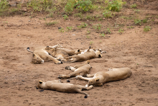 View of a pride of lions resting on the sandy ground near green shrubs in Kruger National Park Hoedspruit Limpopo South Africa. View of a pride of lions resting on the sandy ground near green shrubs in Kruger National Park Hoedspruit Limpopo South Africa.