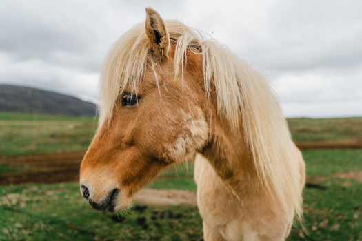 View of an Icelandic horse with a blonde mane standing in a grassy field at Stokksnes Iceland.