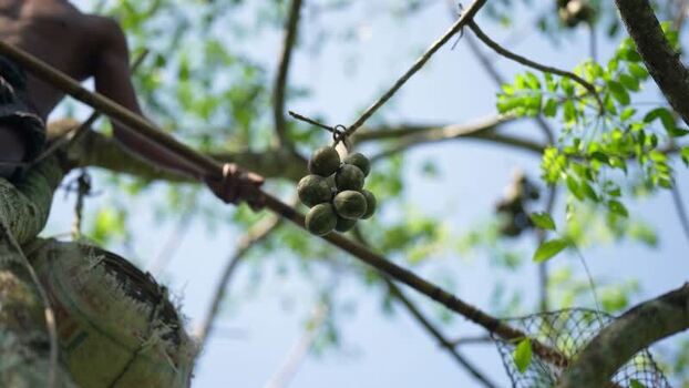 View of a worker harvesting hog plums from a tree Bangladesh. View of a worker harvesting hog plums from a tree Bangladesh.