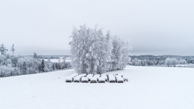 Aerial view of hay bales covered in snow in a field with frost covered trees in Latvia. Aerial view of hay bales covered in snow in a field with frost covered trees in Latvia.