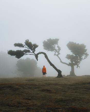 Seixal Madeira Portugal 02 December 2021 View of a person in an orange jacket standing before an ancient twisted laurel tree in the misty Fanal Forest.