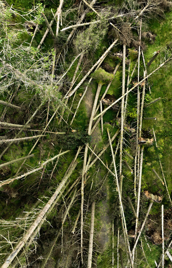 Aerial view of fallen trees scattered across a mossy forest floor in Ireland.