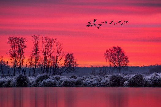 View of a vibrant sunset with fiery red and orange clouds reflecting over a frozen lake featuring silhouettes of bare trees and birds in flight in Debrzno Pomeranian Voivodeship Poland.