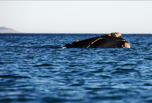 View of a southern right whale with visible callosities surfacing in the calm blue waters of Puerto Piramides Puerto Madryn Chubut Argentina. View of a southern right whale with visible callosities surfacing in the calm blue waters of Puerto Piramides Puerto Madryn Chubut Argentina.