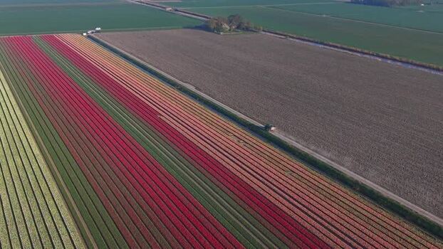 Aerial view of colorful tulip fields and agricultural land Netherlands. Aerial view of colorful tulip fields and agricultural land Netherlands.