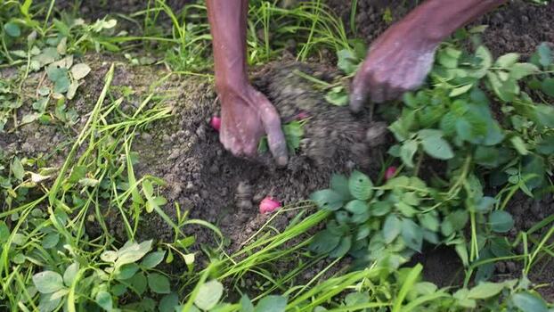 View of a farmer harvesting red potatoes from the soil Bangladesh. View of a farmer harvesting red potatoes from the soil Bangladesh.