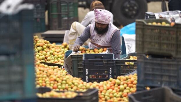 View of a man sorting fresh tomatoes in a market Bangladesh. View of a man sorting fresh tomatoes in a market Bangladesh.